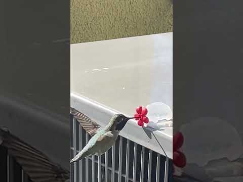 アンナのハチドリについて詳しく解説