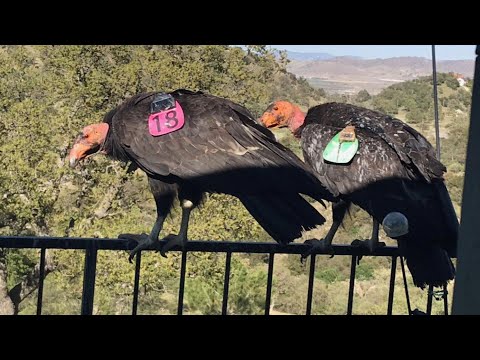 Endangered Condors Trash Woman’s Home