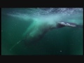 Amazing Whale Gull And Murr Feeding Frenzy