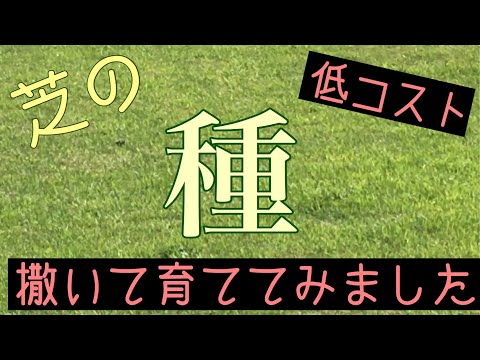 種から芝生を蒔く時期と方法は?適切な期間とその手順! 庭園