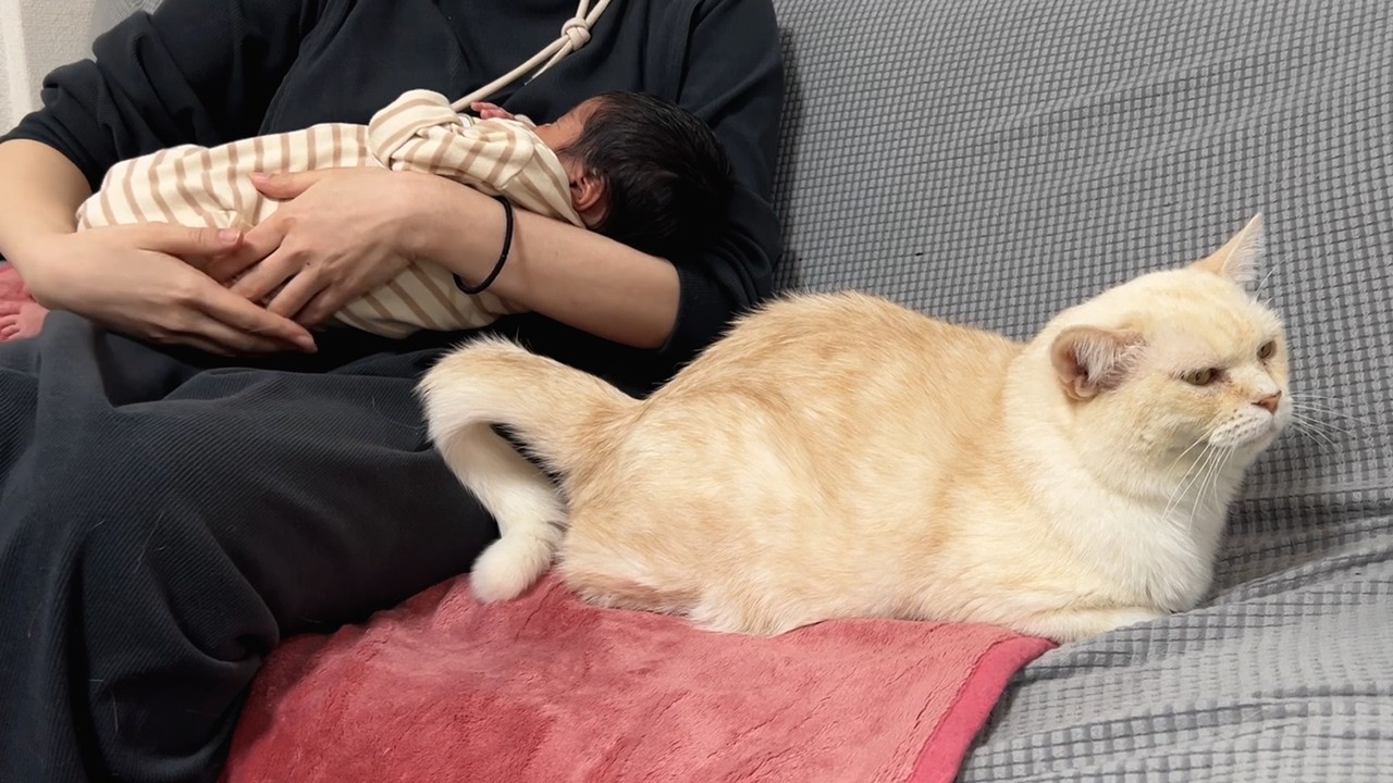 ボス猫と赤ちゃん