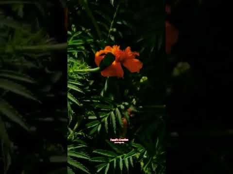 I say love, it is a flower. And you, its only seed🌼🍂