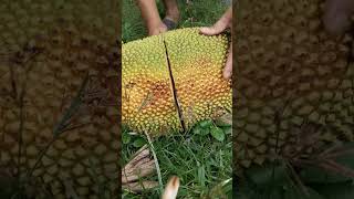 Download lagu Very sweet jackfruit mp3