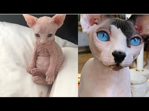 Funny Sphynx Cat😹 [HAIRLESS CAT TIKTOK COMPILATION]Cat Funny Clips