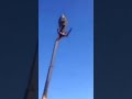 Man Yelling At Rich People And A Cactus And A Forklift