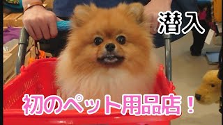 ぽぽちゃんと一緒にペット用品店に行って来たら楽しすぎて爆買！シンガポールのペットショップ