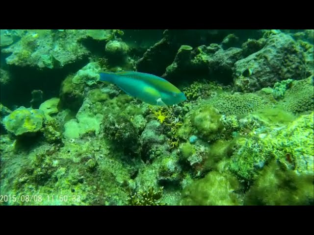 Diving Dutchman's Reef Tobago