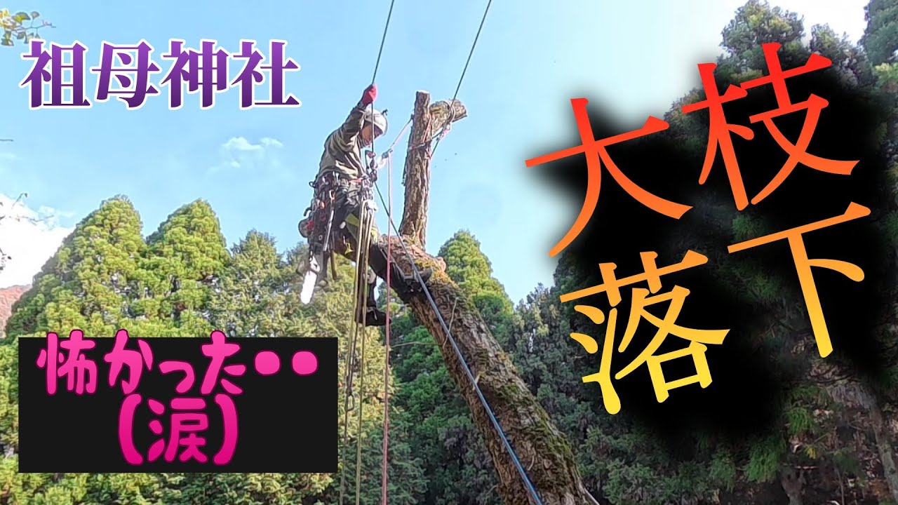 【恐怖】大枝が落下！？高森町祖母神社・銀杏の大木枝下ろし