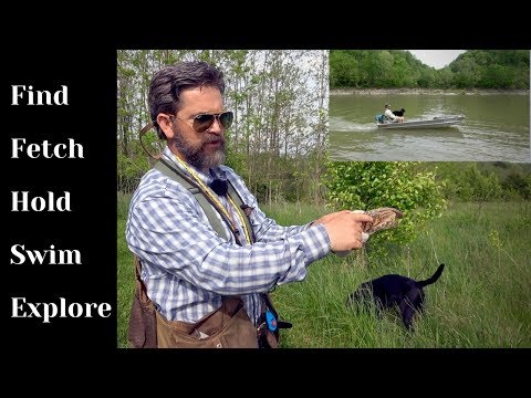 Labrador Retriever Puppy Training Four to Six Months