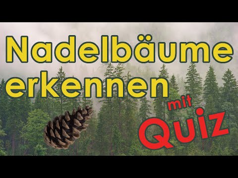 Nadelbäume erkennen - Jägerprüfung