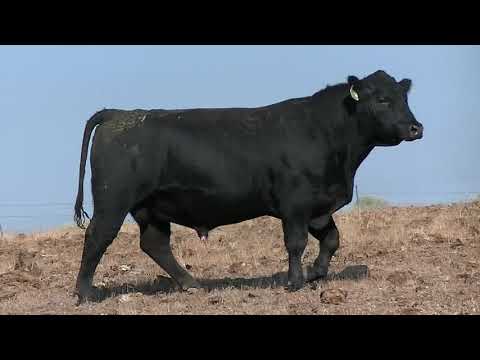 539 9 Peaks Tahoe G539