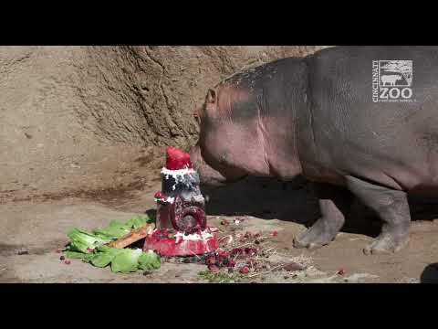 Hippo Fiona's 6th Birthday Party - Cincinnati Zoo