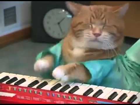 Keyboard Trance Cat