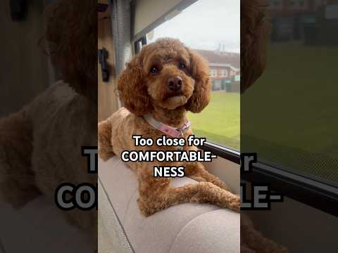Too close for comfortable-Ness #dog #doglife #dogshorts #funnypuppy #cute #puppyvideos #shorts #fyp