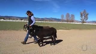 Because It's There: Miniature Donkeys Augie and Spuds