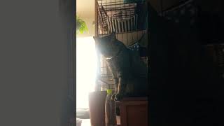 寝ていたい飼い主と、絶対寝させない猫