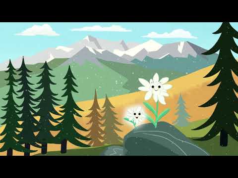 Video thumbnail for edelweiss
