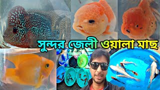 অনেক সুন্দর সুন্দর রঙিন মাছ | Aquarium Fish Serampore Fish Haat | Pet Haat | Serampore Pet Market 