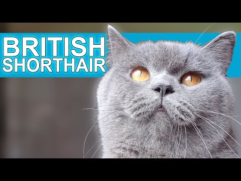 My British Shorthair | Oldest Breed in Great Britain