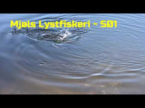 Mjøls Lystfiskeri – Put and Take – Fisk på krogen mandag formiddag
