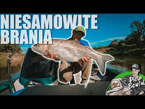 HOW TO CATCH ASP - LEARNING HOW TO FISH ASP FROM THE ODRA RIVER!