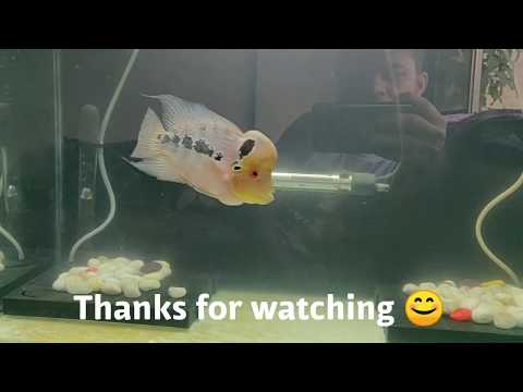 Flowerhorn Hump Growth Secret...