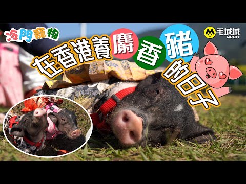 香港養寵物人數2023