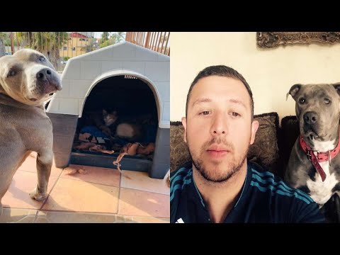 Pit Bull Gives His Dog House To A Stray Cat While She Has Her Kittens, Becomes Her BFF