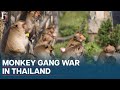 Thailand: Police Form Special Team to Fight Monkey Gangs