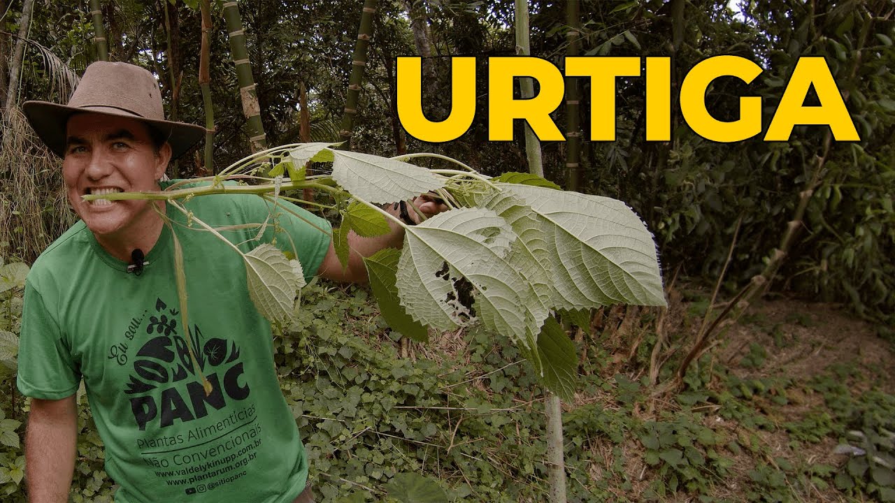 URTIGA: A PLANTA MILAGROSA CONTRA ARTRITE, DIABETES, RINITES E DORES MUSCULARES! - Sítio Panc