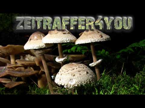 Riesenschirmling Riesenschirmpilz Macrolepiota procera Timelapse parasol mushroom