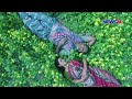 Haldaa 2017 New Bangla Movie Traile