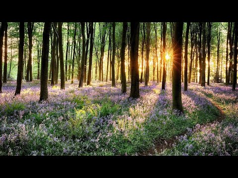 Relaxing Piano Music • Peaceful Music for Sleep, Meditation, Relaxation & Studying #97
