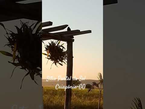 Pássaros Pretos. Sítio Portal do Sol. Caiapônia-GO.