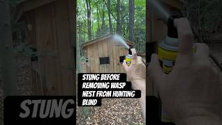 Watch your head before entering this hunting blind! Wasps take over entrance to do their own hunting