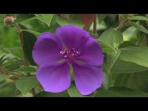 How to Grow Tibouchina  - The Princess Flower or The Glory Flower