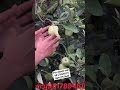 Anna Apple Plants Fruitplantnursery Plantnursery Applefarming Annaapple Fruit Hotclimateapple