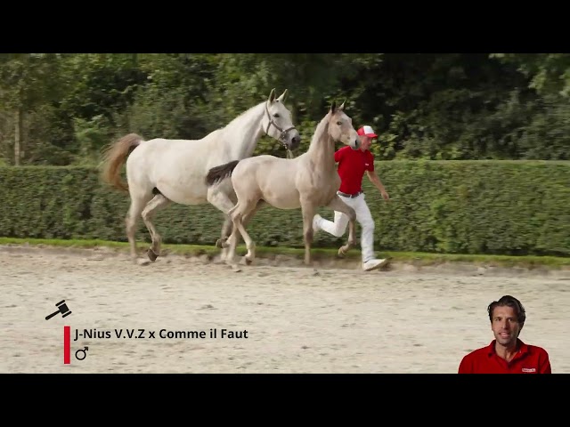 Julius Héritage de Wave B Z