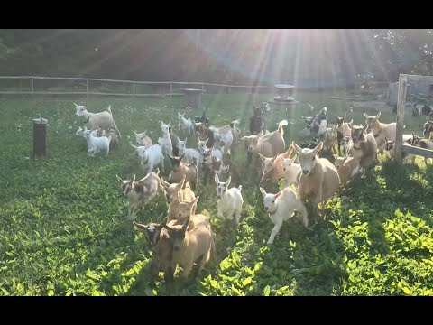 The Running of the Goats Video- All 90!