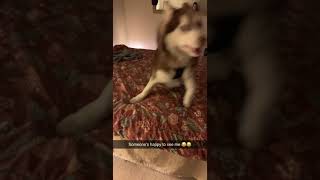 Alaskan Malamute Puppies Videos