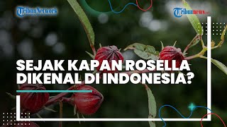 Manfaat Bunga Rosella untuk Kesehatan Organ Tubuh, Cegah Osteoporosis hingga Diet Alami