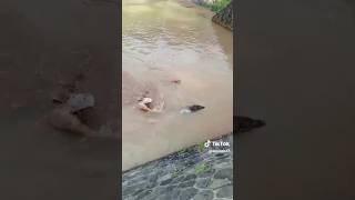 Download lagu the wild boar also swims.... #huntingpigs #huntingdogs #animals #monitor lizard hunting mp3