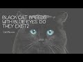 Black Cat Breeds with Blue Eyes