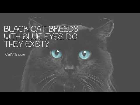 Black Cat Breeds with Blue Eyes