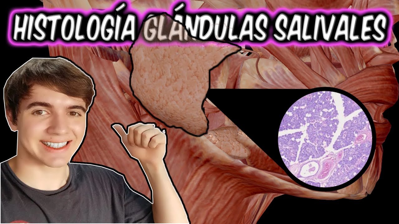 HISTOLOGÍA DE LAS GLÁNDULAS SALIVALES, CLARO Y SIN VUELTAS😎