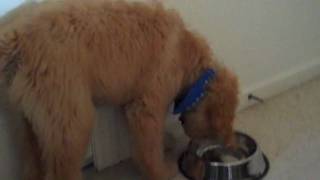 Littlefoot After Grooming, Shaking