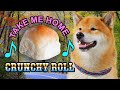 Tofu Sings Take Me Home Crunchy Roll
