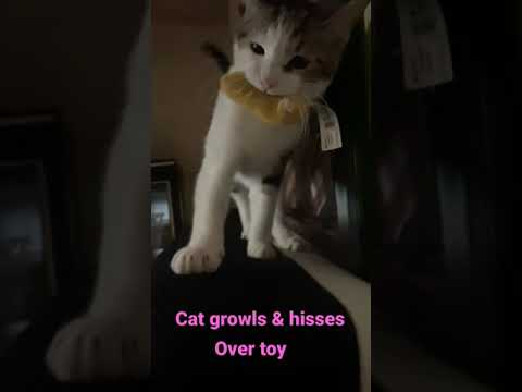How a Cat Growls and Hisses protecting the cat toy