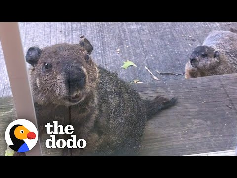 Groundhog Liked the Menu So Much He Brought His Family