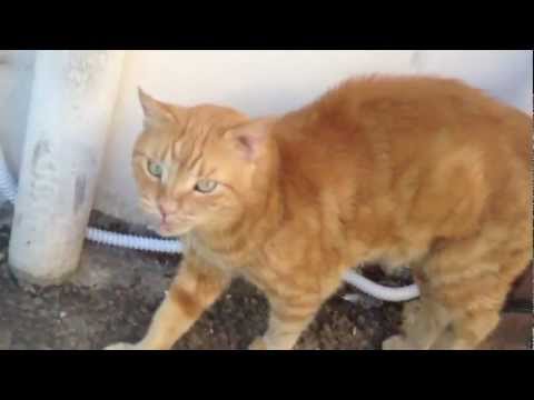 Conversation with a cat